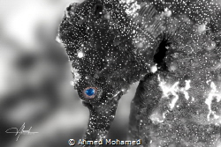 Sea Horse by Ahmed Mohamed 